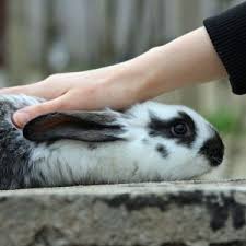 where do rabbits like to be petted lafeber co small