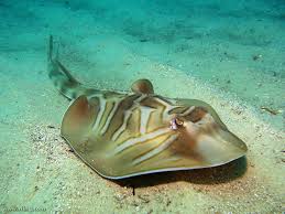 Image result for Tragia shirensis