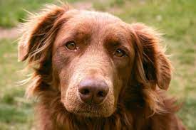 This hybrid breed has so many positives: Chocolate Yellow Lab Mix Pet Lovers Chocolate Lab And Golden Retriever Golden Retriever Therapy Dogs