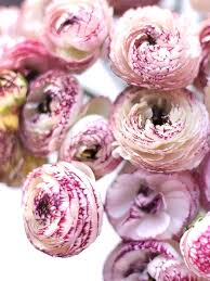Image result for Ranunculus stagnalis