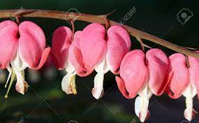De tijd die nodig is om jouw bestelling(en) te verwerken in ons warehouse. Bright Pink Heart Shaped Flowers Of The Bleeding Heart Plant Stock Photo Picture And Royalty Free Image Image 103231829