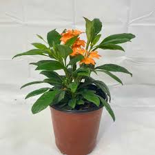 Image result for Crossandra