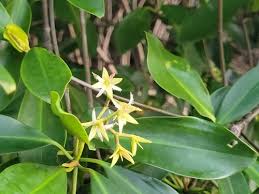 Image result for Rhizophora racemosa