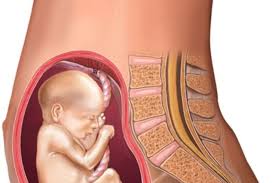 Ganho De Inquietud See To Bebe Segundo Cypher Aos 2 Meses De Acordo Com Inquietud Ao Nascer Tamanho Normal De Um Feto De 5 Meses