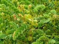 Image result for Aeschynomene nodulosa