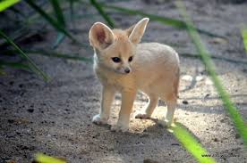 22.09.2019 · toygers are usually adapt well when introduced to homes with other pets and kids. 5 Exotic Small Size Pets For Kids Tail And Fur