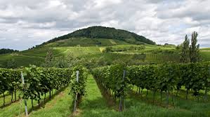 Image result for Vigna