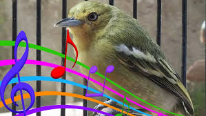 Gambar jenis spesies burung sirtu di dunia. Cara Pemasteran Cipoh Lolohan Memasukan Suara Isian Unik Pada Cipoh Cipman Com