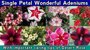 Maybe you would like to learn more about one of these? Best Single Petal Adenium Desert Rose Varieties How To Care Desert Rose Plant Youtube