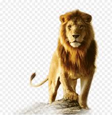 Maybe you would like to learn more about one of these? Lion Lion Png Hd Png Image With Transparent Background Png Free Png Images Lion Images Lions Photos Lion Hd Wallpaper