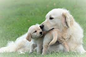 Maybe you would like to learn more about one of these? Welcome To Windy Knoll Goldens Breeders Of Akc Registered Golden Retriever Puppies Windy Knoll Golden Retrievers
