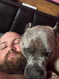 8 month old Cane Corso available for pet home