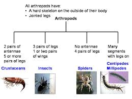 tambopata arthropods