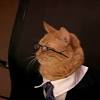 A lawyer showed up to virtual court in the 394th district of texas with a kitten filter turned on, the cat moving its lips and eyes, as rod ponton said he and his assistant were attempting to. 1