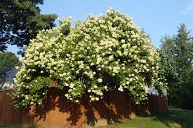 Image result for Gaertnera paniculata