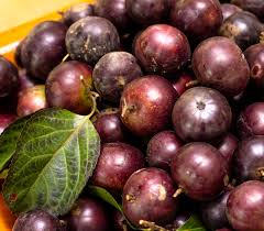 Image result for Flacourtia indica