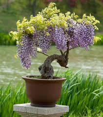 Wisteria Pflanzen Bonsai Bluhende Pflanzen