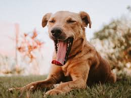 Image result for Yawning