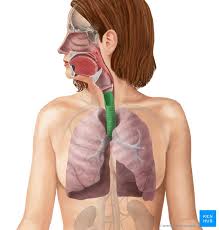 The suprascapular nerve travels through the notch and provides motor supply to the supraspinatus and infraspinatus muscles, as well as sensation to the acromioclavicular joint. Anatomy Of Breathing Process And Muscles Of Respiration Kenhub