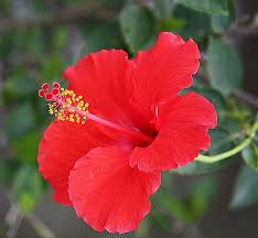 Gambar mewarnai bunga merupakan salah satu dari kategori bunga ,anda dapat mendownload dengan resolusi dan gambar yang bagus. Minyak Kembang Sepatu Bikin Rambut Sehat Dan Lebat Merahputih