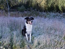 Less popular than the rough collie and not often found outside of the united kingdom is the smooth collie. Short Haired Border Collie A Comprehensive Guide All Things Dogs All Things Dogs