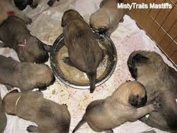 Find out how much and how often to feed your puppy. Puppies At 3 Weeks Old Whelping And Raising Puppies