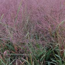 Image result for Eragrostis dinteri