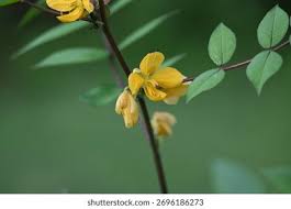 Image result for Senna occidentalis