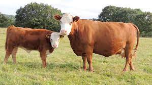 Breeding And Rearing Miniature Hereford Cattle Off Grass Farmers Weekly