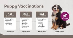Doing the shots this way means that some puppies will end up being vaccinated when they can't respond and some will end up being vaccinated again for puppies that are at high risk of exposure to parvo, some vets recommend getting them vaccinated at 5 weeks. Puppy Vaccination Schedule Black Hawk