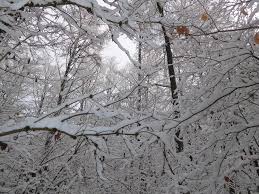 Tier, schnee, spuren ▪ abonnieren:. Tierspuren Im Schnee Erkennen Grundschule Seite 9 Grundschule Und Mittelschule Durach So Werden Kinder Gute Fahrtenleser Leona Steib