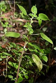 Image result for Parietaria debilis