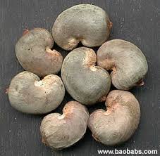 Image result for Anacardium