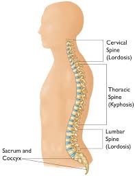 Back to tracking tools main page. Kyphosis Roundback Of The Spine Orthoinfo Aaos