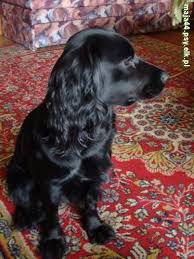 Epingle Par Waylon Henderson Sur Handsome Chien