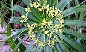 Image result for Cyperus platycaulis