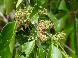 Image result for Psydrax