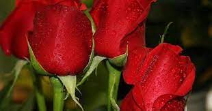 صور ورد جديده ورد صور ورد جوري خلفيات ورد جميلة باقات ورود روعه 2015 اجمل ورد جوري بكل الالوان flowers beautiful red roses red roses beautiful roses