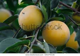 Image result for Diospyros kirkii
