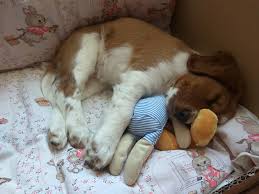 Image result for velššpringršpaněl