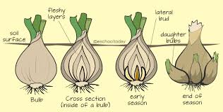 Tulips make seeds, but they do not produce flowers for five to. Vegetative Propagation In Onion Occurs By