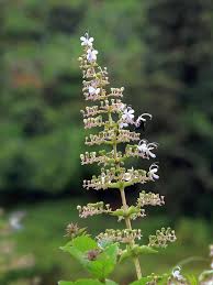 Image result for Rotheca aurantiaca