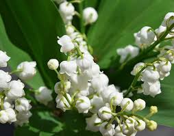 Livraison express en semaine, dimanche et jours férié. Une Vente De Muguet Un Brin Encadree Ce 1er Mai France Le Telegramme