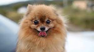 The most common pom pom puppy material is ceramic. Pomeranian Puppies Everything You Need To Know The Dog People By Rover Com