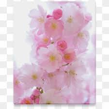 Amber started voice acting in 2007 with a strong passion and vigor for the craft. Blossoms Transprent Png Free Draw Cherry Blossom Trees Clipart 571820 Pikpng