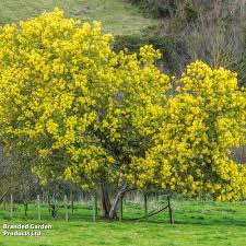 Image result for Acacia dealbata