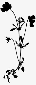 Check spelling or type a new query. Heartsease Jpg Freeuse Wild Flower Silhouette Png 1044x2400 Png Download Pngkit