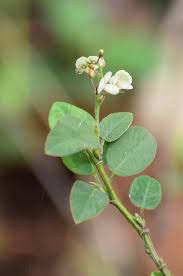 Image result for Grona adscendens