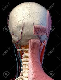 The separation of the cranial bone plates at time of birth facilitate passage of the head of the fetus through the mothers birth canal or p. Human Anatomy 3d Illustration Of Head With Skull Blood Vessels And Muscles On Black Background Rear View Stock Photo Picture And Royalty Free Image Image 130367653