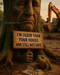 Tree planted for every Dead & Company ticket sold